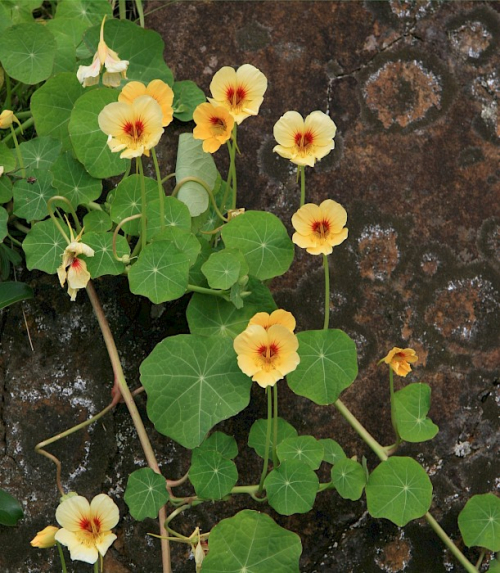 Nasturtium - image 