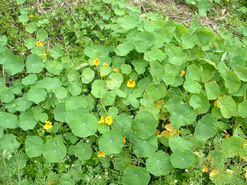Nasturtium - image 