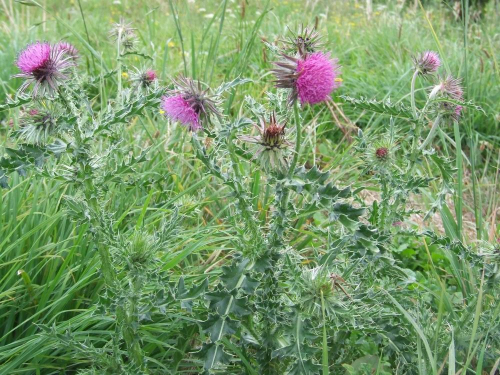 Nodding thistle - image 