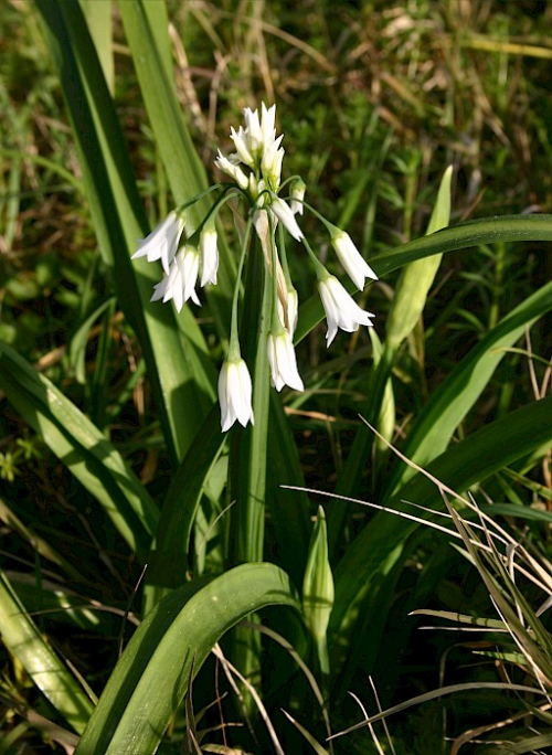 Onion weed - image 
