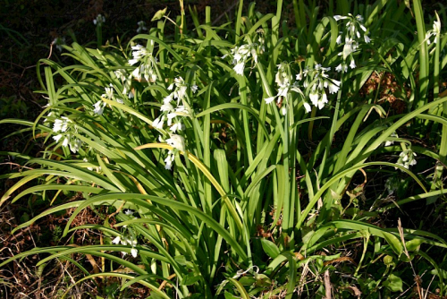 Onion weed - image 