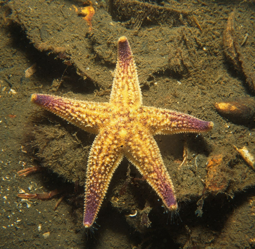 Northern Pacific seastar