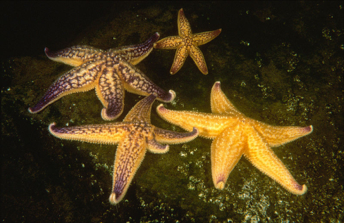 Northern Pacific seastar - image 