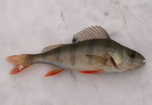 Perch - image 
