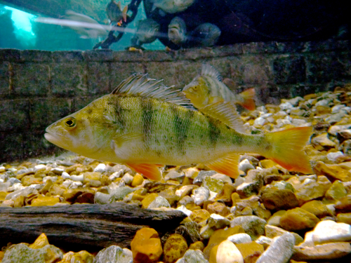 Perch