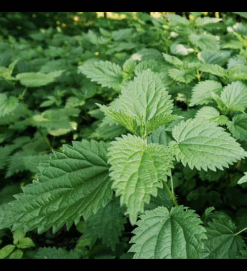 Perennial nettle - image 