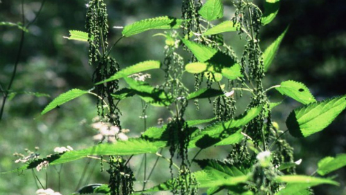 Perennial nettle - image 2