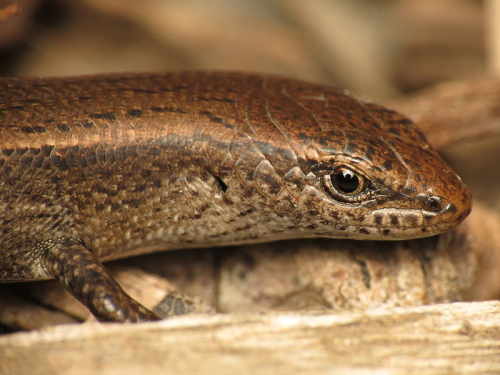 Plague skink