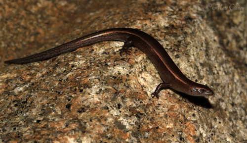 Plague skink - image 