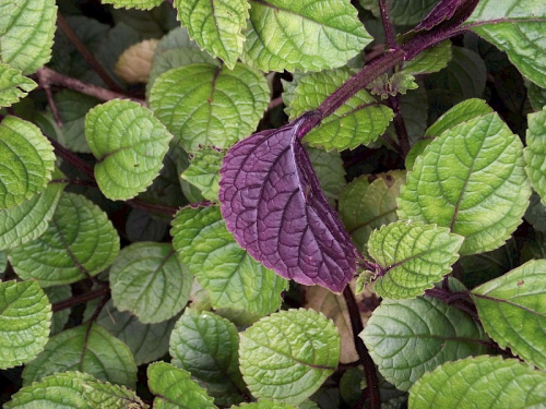 Plectranthus