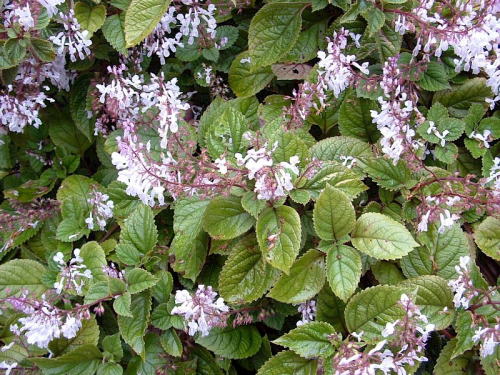 Plectranthus - image 