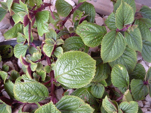 Plectranthus - image 2