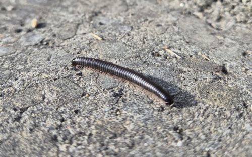 Portuguese millipede