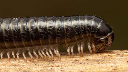 Portuguese millipede - image 