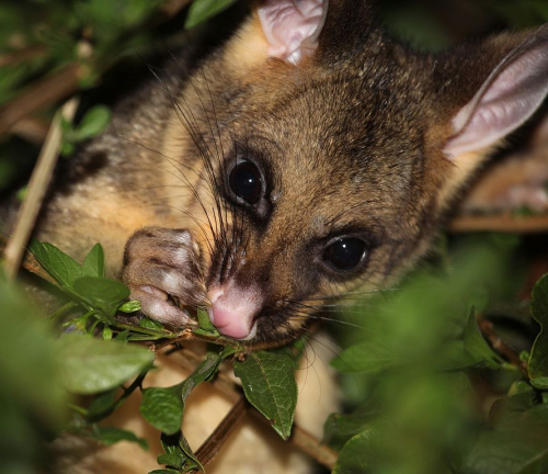 Possum
