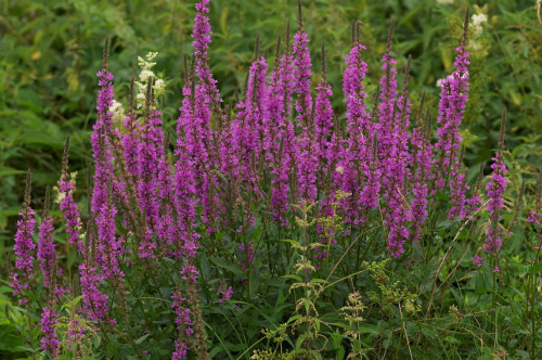 Purple loosestrife - image 
