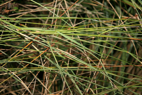 Pyp grass