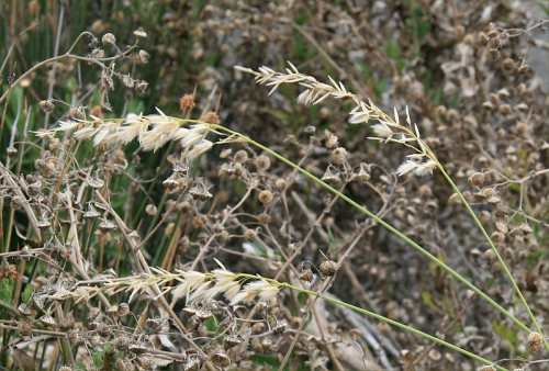 Pyp grass - image 