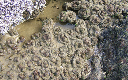 Pyura sea squirt - image 