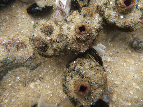 Pyura sea squirt - image 