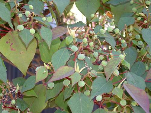 Queensland poplar