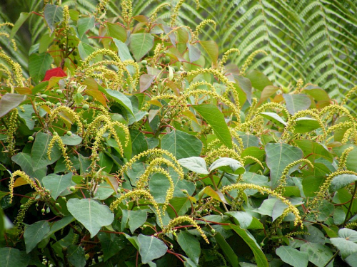 Queensland poplar - image 