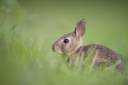 Rabbit