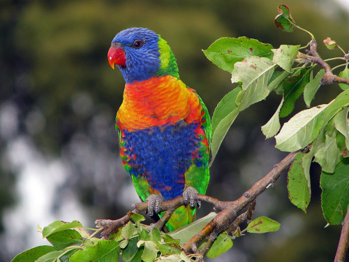 Rainbow lorikeet