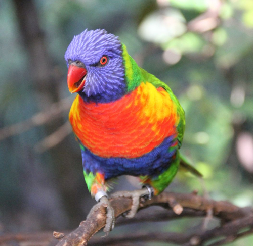Rainbow lorikeet - image 