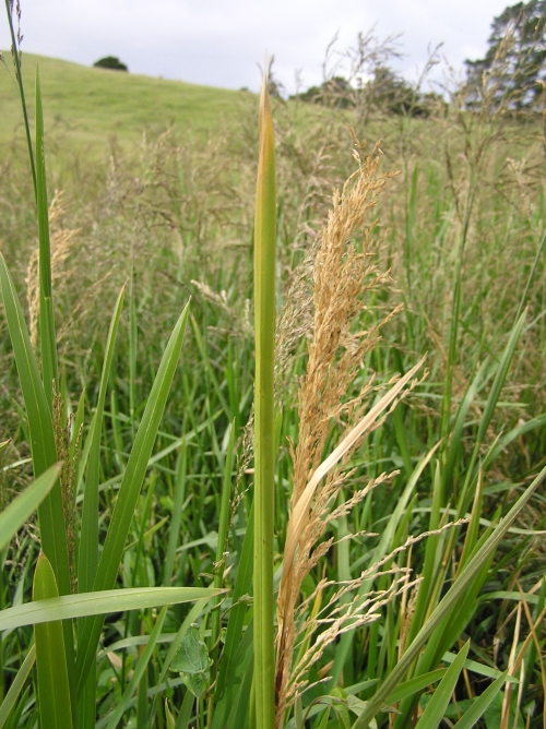 Reed sweet grass