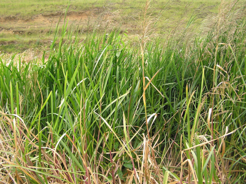 Reed sweet grass - image 