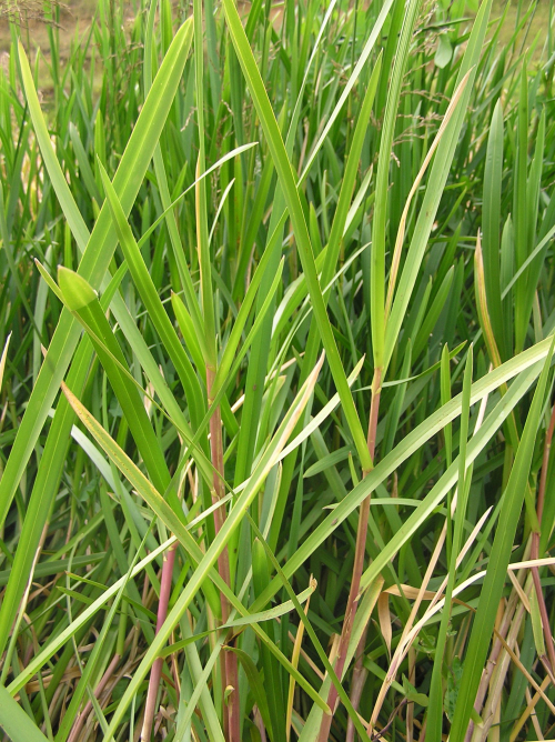 Reed sweet grass - image 