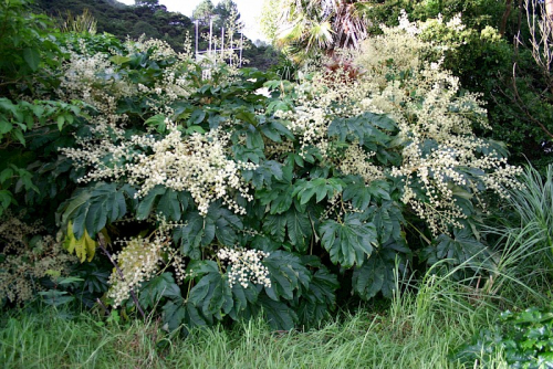 Rice paper plant - image 