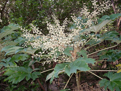 Rice paper plant - image 