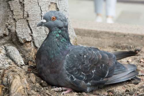 Feral pigeon