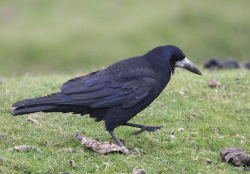 Rook