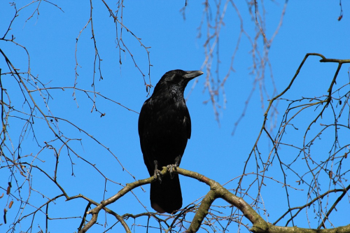 Rook - image 