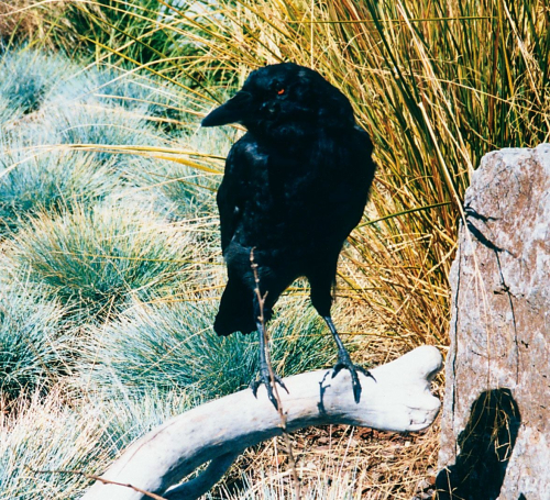 Rook - image 