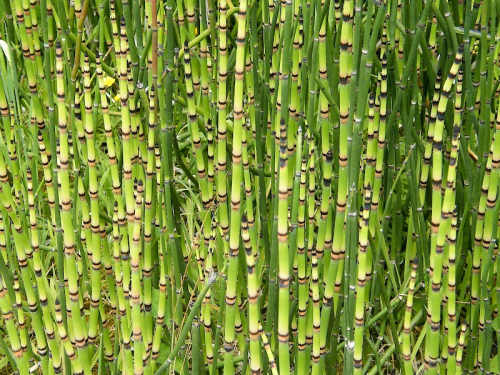 Rough horsetail - image 
