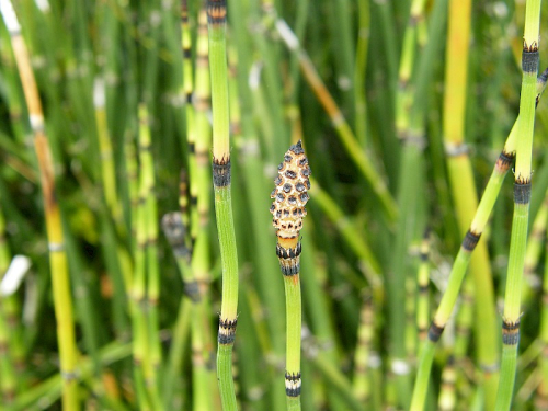 Rough horsetail - image 