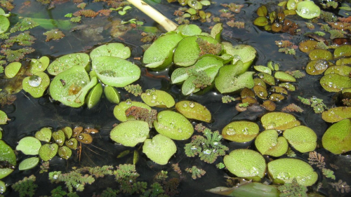 Salvinia - image 