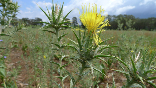 Saffron thistle