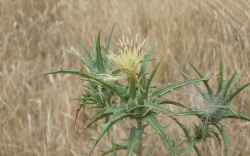 Saffron thistle - image 