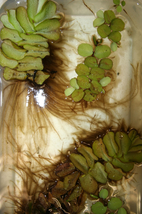 Salvinia - image 