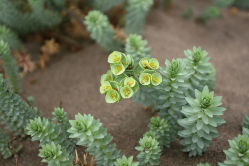 Sea spurge