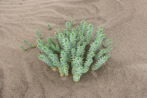Sea spurge - image 