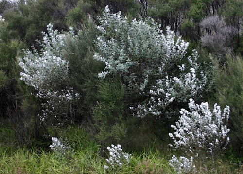 Silver poplar - image 