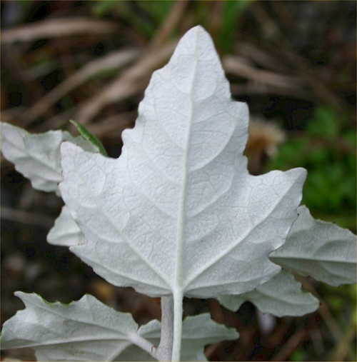 Silver poplar - image 