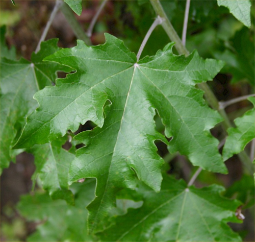 Silver poplar - image 
