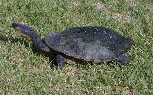 Snake-neck turtle - image 1